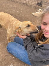 FAY, Hund, Mischlingshund in Rumänien - Bild 4