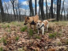 FAY, Hund, Mischlingshund in Rumänien - Bild 6