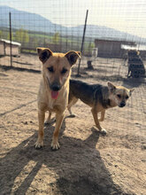 FAY, Hund, Mischlingshund in Rumänien - Bild 7