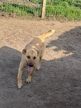 FAY, Hund, Mischlingshund in Rumänien - Bild 8