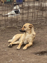 FAY, Hund, Mischlingshund in Rumänien - Bild 9