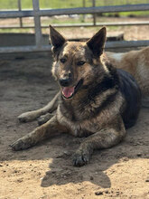FRANZFERDINAND, Hund, Mischlingshund in Rumänien - Bild 1
