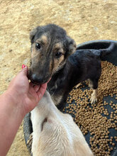 FRANZFERDINAND, Hund, Mischlingshund in Rumänien - Bild 10