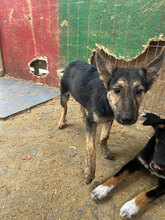 FRANZFERDINAND, Hund, Mischlingshund in Rumänien - Bild 11