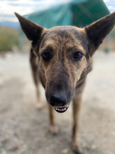 FRANZFERDINAND, Hund, Mischlingshund in Rumänien - Bild 2