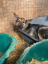 FRANZFERDINAND, Hund, Mischlingshund in Rumänien - Bild 3