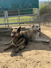 FRANZFERDINAND, Hund, Mischlingshund in Rumänien - Bild 4