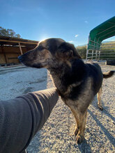 FRANZFERDINAND, Hund, Mischlingshund in Rumänien - Bild 8