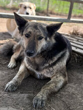 FRANZFERDINAND, Hund, Mischlingshund in Rumänien - Bild 9