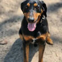 FICKO, Hund, Kopov Bracke-Mix in Ungarn - Bild 1