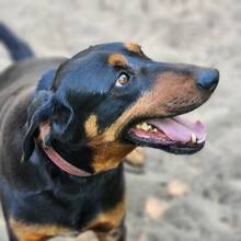 FICKO, Hund, Kopov Bracke-Mix in Ungarn - Bild 2