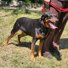 FICKO, Hund, Kopov Bracke-Mix in Ungarn - Bild 3