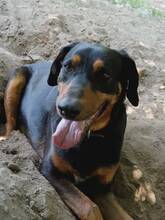 FICKO, Hund, Kopov Bracke-Mix in Ungarn - Bild 4