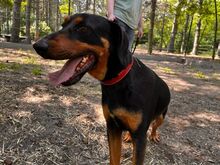 FICKO, Hund, Kopov Bracke-Mix in Ungarn - Bild 5