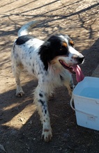 MILO, Hund, English Setter in Griechenland - Bild 2