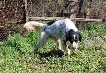 MILO, Hund, English Setter in Griechenland - Bild 3