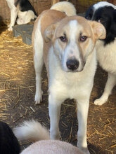 LINUS, Hund, Mischlingshund in Rumänien - Bild 1