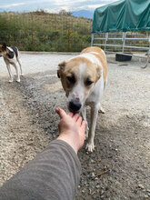 LINUS, Hund, Mischlingshund in Rumänien - Bild 2