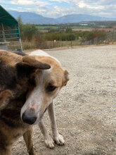 LINUS, Hund, Mischlingshund in Rumänien - Bild 3