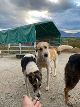 LINUS, Hund, Mischlingshund in Rumänien - Bild 4