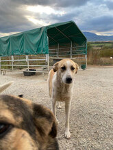 LINUS, Hund, Mischlingshund in Rumänien - Bild 5