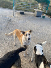 LINUS, Hund, Mischlingshund in Rumänien - Bild 6