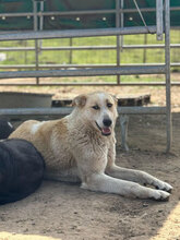 LINUS, Hund, Mischlingshund in Rumänien - Bild 7