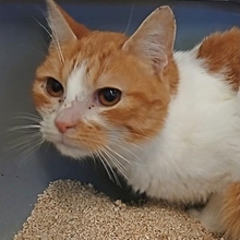 CHIMENEA, Katze, Europäisch Kurzhaar in Spanien - Bild 1