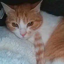 CHIMENEA, Katze, Europäisch Kurzhaar in Spanien - Bild 2