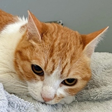 CHIMENEA, Katze, Europäisch Kurzhaar in Spanien - Bild 3
