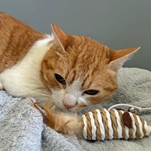 CHIMENEA, Katze, Europäisch Kurzhaar in Spanien - Bild 4