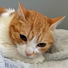 CHIMENEA, Katze, Europäisch Kurzhaar in Spanien - Bild 5