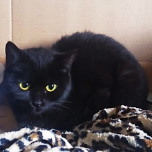 LUPITA, Katze, Europäisch Kurzhaar in Spanien - Bild 1