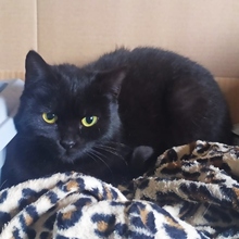 LUPITA, Katze, Europäisch Kurzhaar in Spanien - Bild 2