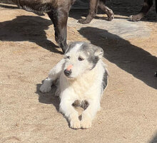 ODILLE, Hund, Mischlingshund in Rumänien - Bild 2