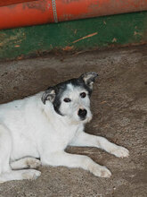 ODILLE, Hund, Mischlingshund in Rumänien - Bild 3