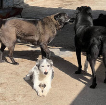 ODILLE, Hund, Mischlingshund in Rumänien - Bild 4