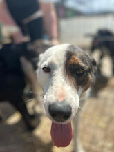 MARVEL, Hund, Mischlingshund in Rumänien - Bild 6