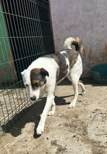 MARVEL, Hund, Mischlingshund in Rumänien - Bild 7