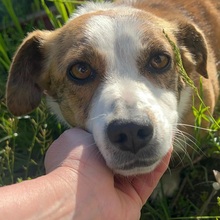 SANDY, Hund, Mischlingshund in Rumänien - Bild 1