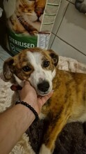 SANDY, Hund, Mischlingshund in Rumänien - Bild 3
