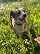 SANDY, Hund, Mischlingshund in Rumänien - Bild 4