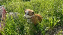SANDY, Hund, Mischlingshund in Rumänien - Bild 5