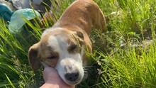 SANDY, Hund, Mischlingshund in Rumänien - Bild 6