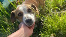 SANDY, Hund, Mischlingshund in Rumänien - Bild 7