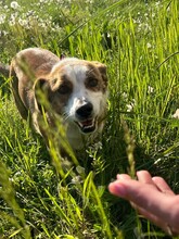 SANDY, Hund, Mischlingshund in Rumänien - Bild 8