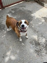 SANDY, Hund, Mischlingshund in Rumänien - Bild 9