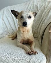 VIOLA, Hund, Mischlingshund in Rumänien - Bild 1