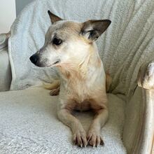 VIOLA, Hund, Mischlingshund in Rumänien - Bild 2