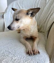 VIOLA, Hund, Mischlingshund in Rumänien - Bild 4